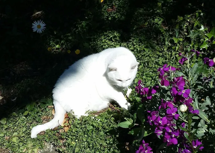 Casa de hóspedes Le Logis De La Lande La Boissière-des-Landes
